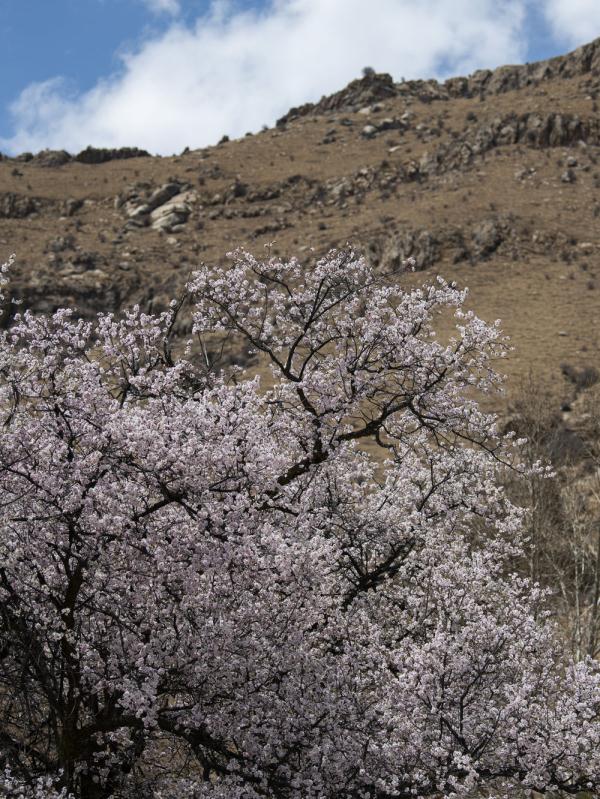 西藏：山寺桃花