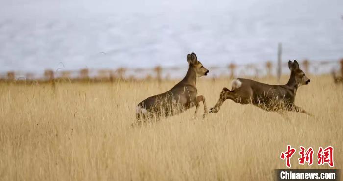 图为狍鹿在草原上奔跑。　周元峰 摄