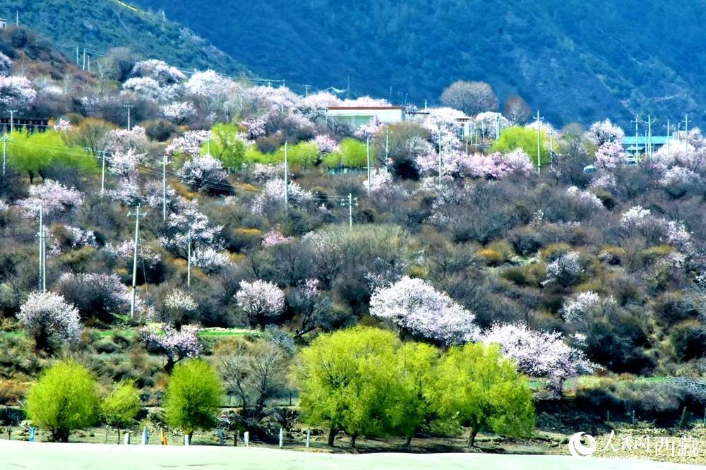 村庄掩映在桃花林中。人民网 李海霞摄