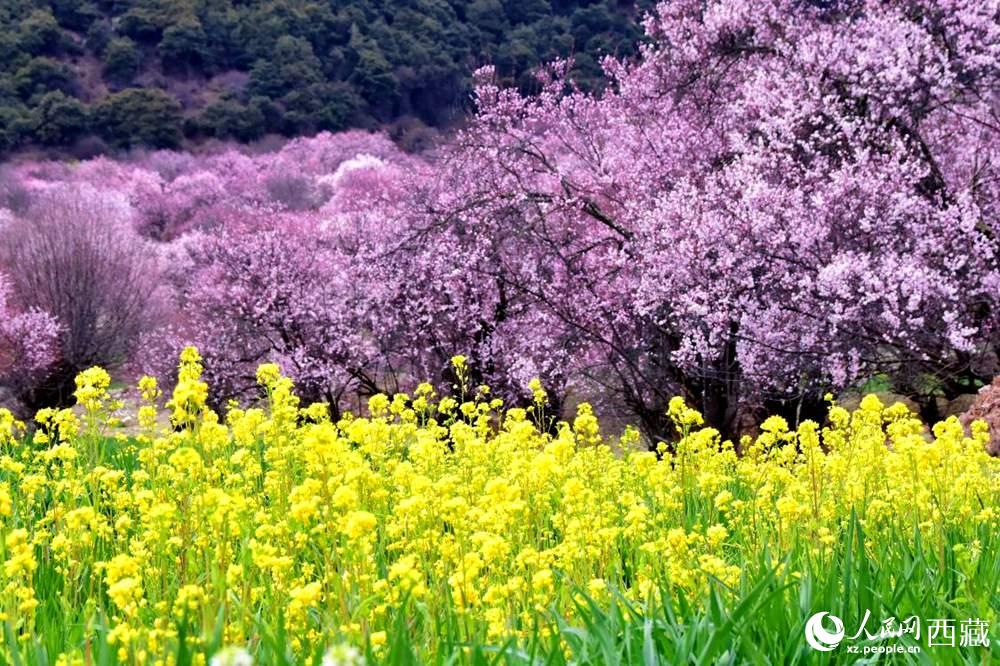 桃花与油菜花交相辉映。人民网 李海霞摄