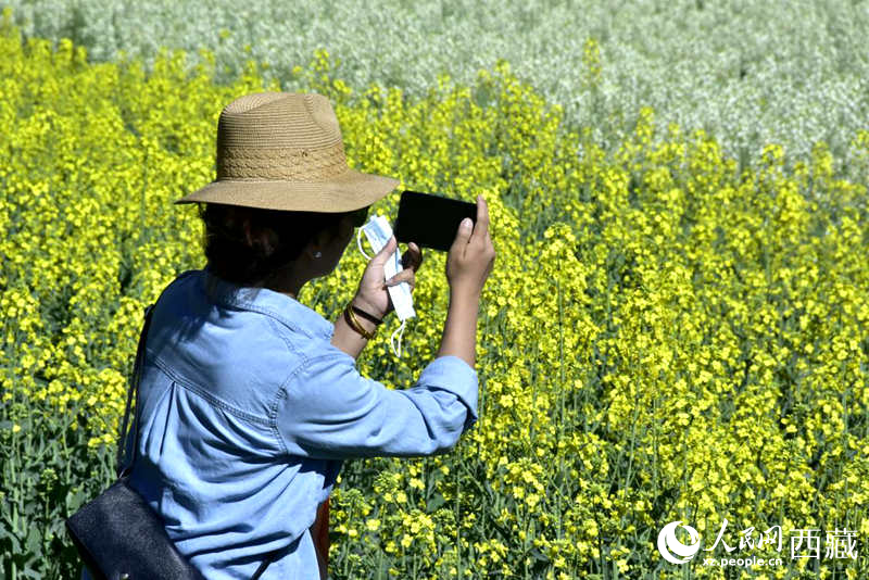 大片油菜花吸引游客到来。人民网 李海霞摄