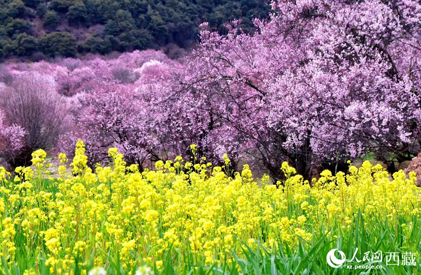 桃花与油菜花勾勒出别样风景。 人民网 李海霞摄