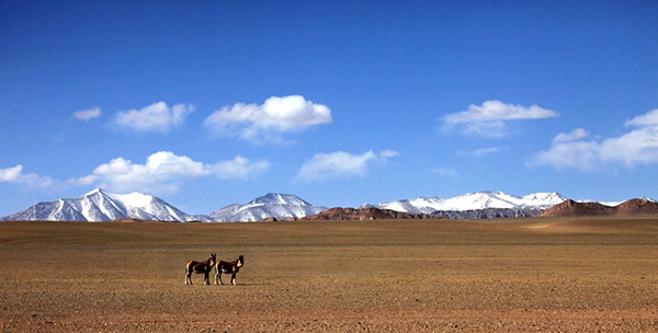 意外不?天猫和它成了朋友