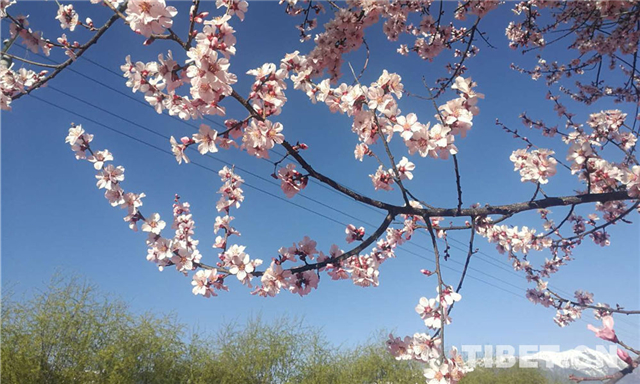 林芝市跻身中国城市品牌评价排行榜全国百强