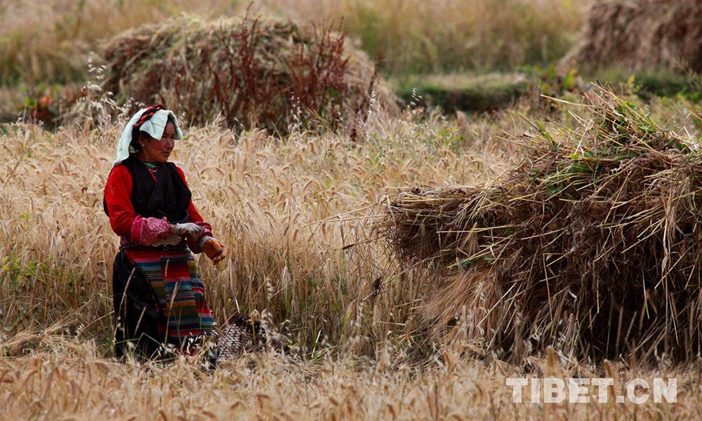 那曲市索县开展灵活多样培训班 全县发力换穷