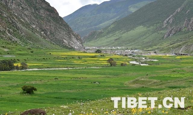 专家牧民围坐倾谈互为师:如何更好发展畜牧业