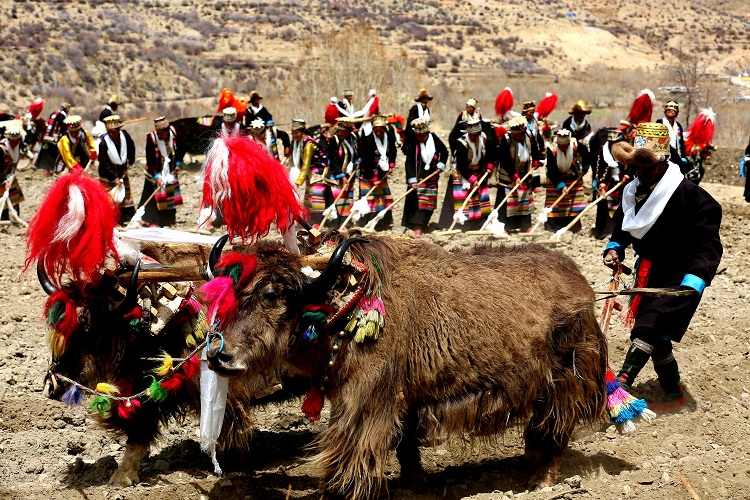 图为：3月16日，琼结县琼结镇雪康村传统的“二牛抬杠”耕作方式现场。曲杰 摄.jpg