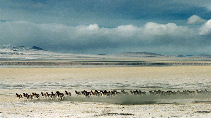 1、这是奔跑在羌塘国家级自然保护区的国家一级保护动物藏野驴（唐召明1987年摄)_副本.jpg