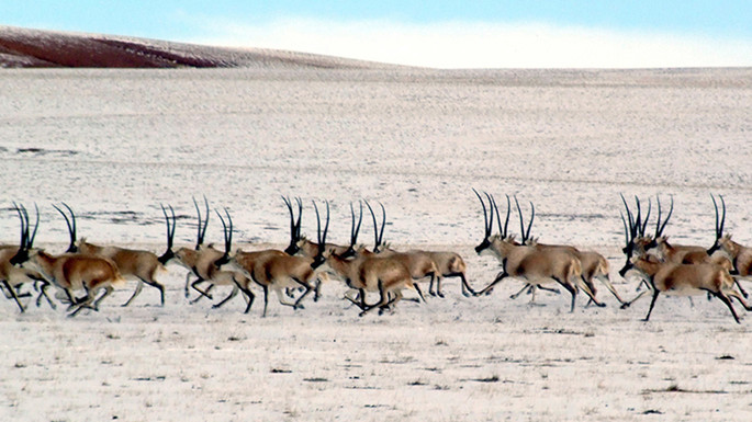 1、这是奔跑在羌塘国家级自然保护区的国家一级保护动物雄性藏羚羊（唐召明2006年摄）_副本.jpg