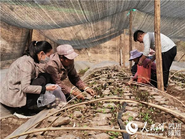 忙着采摘羊肚菌的村民（图片由稻城县委宣传部提供）