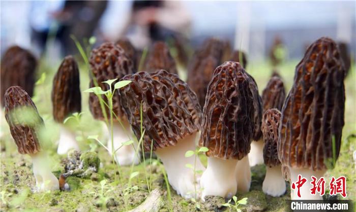 香格里拉春耕忙羊肚菌产业扶贫显成效