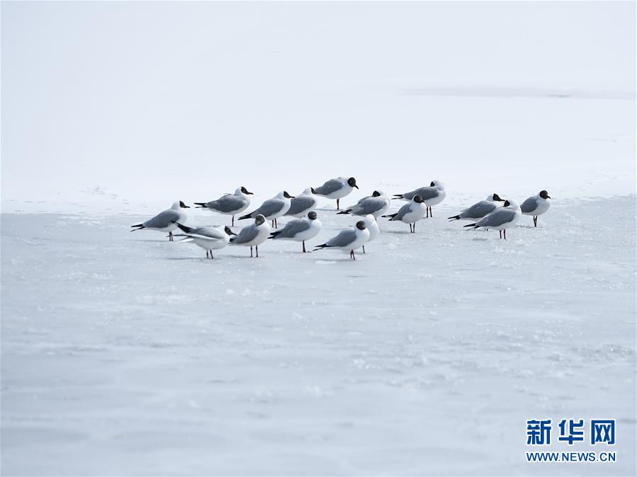 （环境）（1）雪后青海湖