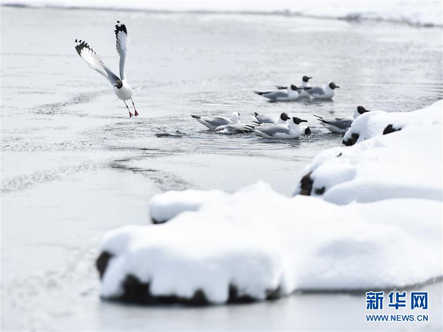 （环境）（3）雪后青海湖