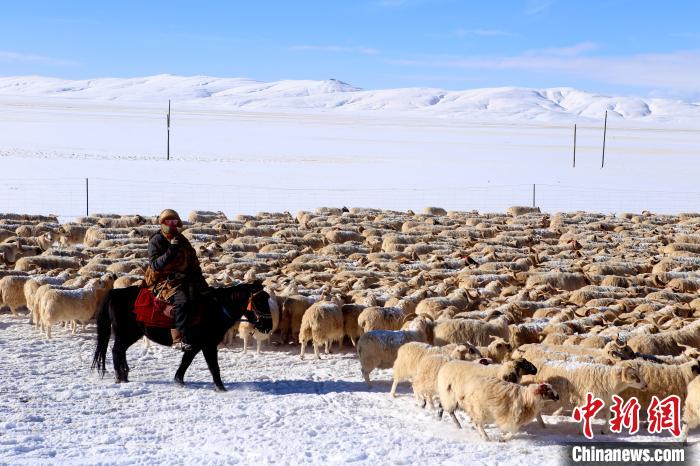 “玛多藏羊”资源优势带动黄河源头牧民增收致富