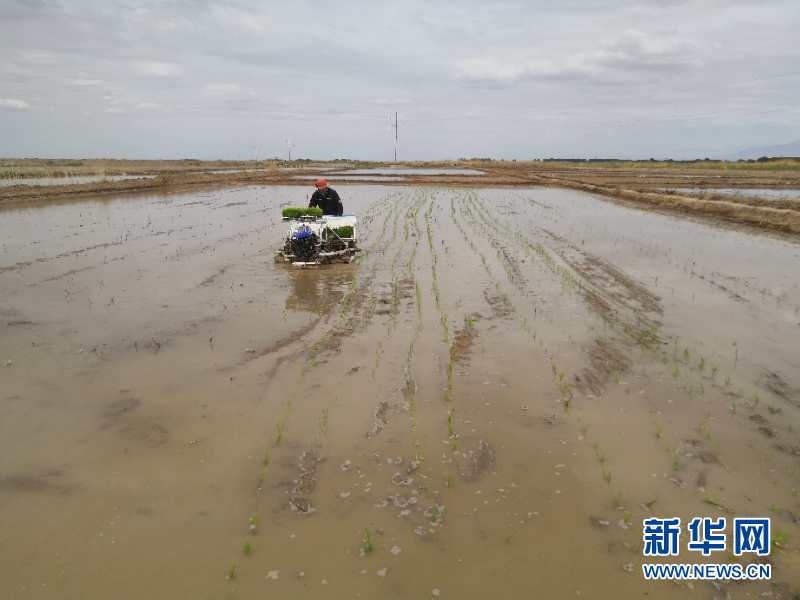 （图文互动）（1）海水稻首次在青藏高原柴达木盆地试种植