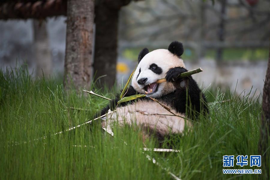 （图文互动）（2）九寨沟大熊猫园开园迎客