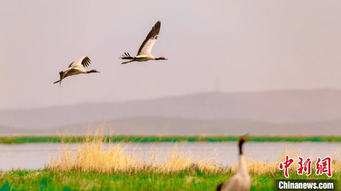 四川阿坝州若尔盖湿地：优良生态吸引大量黑颈鹤繁衍生息
