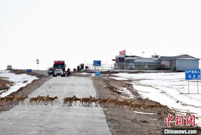 青海可可西里今年藏羚羊迁徙产仔结束