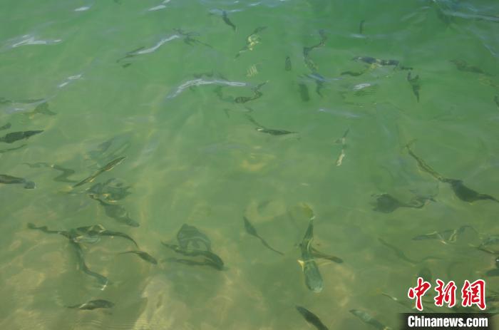 跨越近半世纪的生命救护：青海湖重现“鱼鸟欢跃水清草绿”