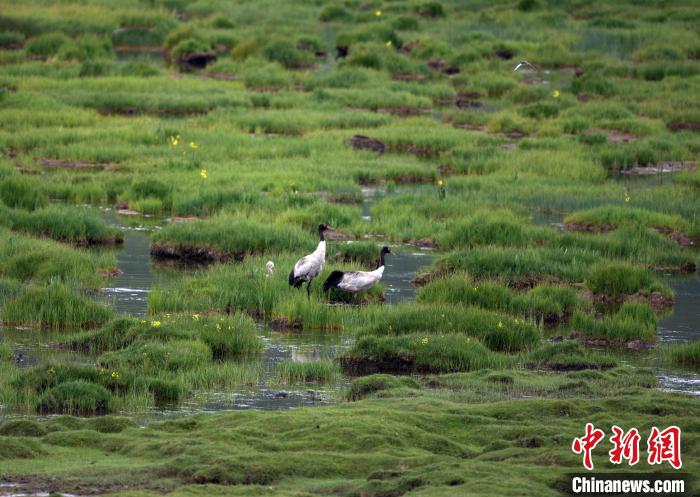 祁连山国家公园青海片区首次黑颈鹤卫星跟踪和环志工作完成