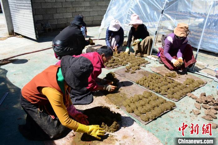 鲜牛粪加工成走俏燃料四川壤塘牧民走出致富新路