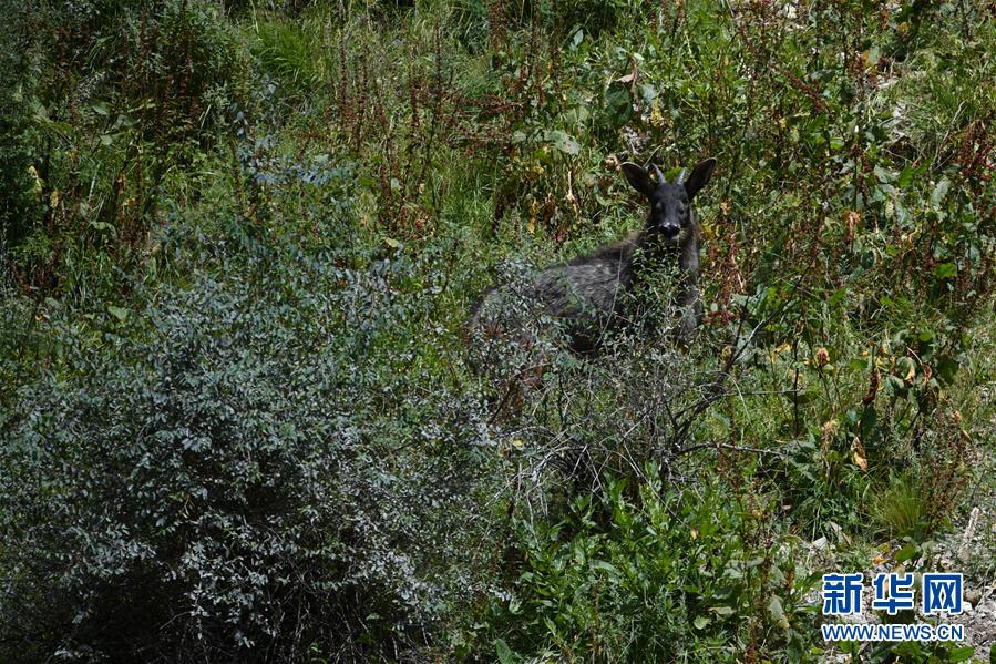 （环境）（1）中华鬣羚现身青海玉树
