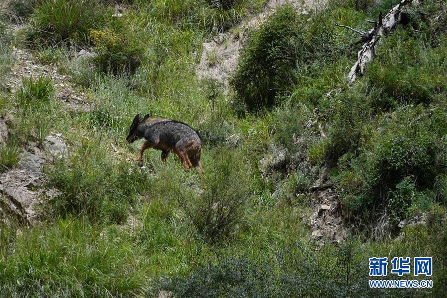 （环境）（5）中华鬣羚现身青海玉树
