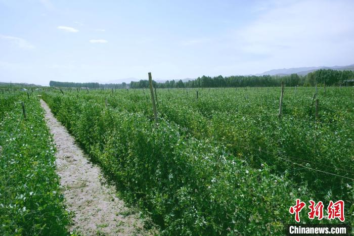 天祝县高原绿色(有机)蔬菜基地种植的食用荚豆。　阙道华 摄