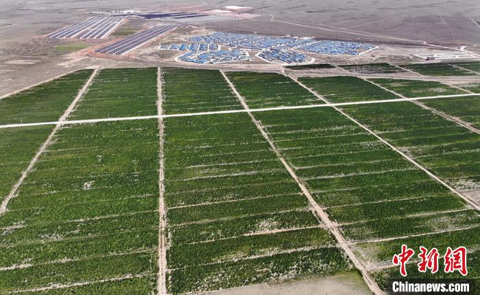 2020年，天祝县共种植藜麦11.6万亩，已占全国种植面积1/3。　高展 摄