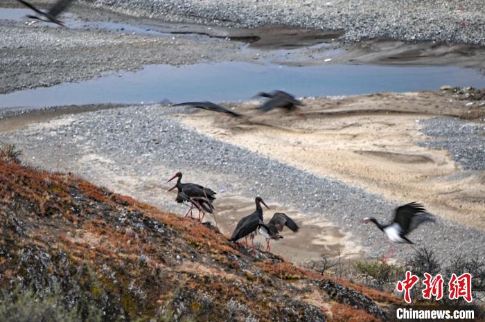 四川炉霍：迁徙的100多只黑鹳现身湿地公园
