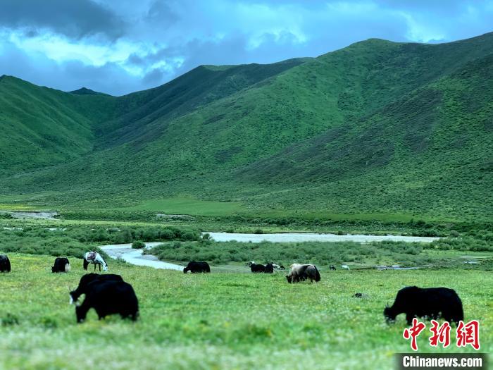 三江源腹地久治生态畜牧业发展带动牧民增收