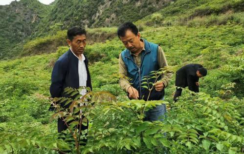 图为张金利调研适合阿拉村种植的农作物，经过不断改良技术后，产量大大提高。(资料图)甘肃省水利厅供图