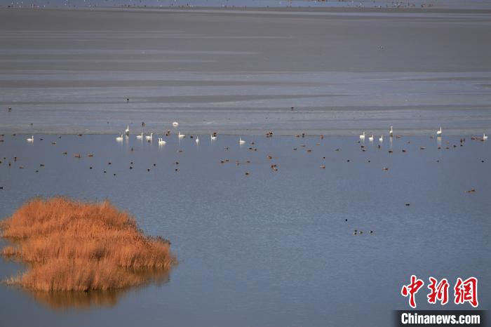 大天鹅飞抵柴达木盆地都兰湖国家湿地公园“越冬”