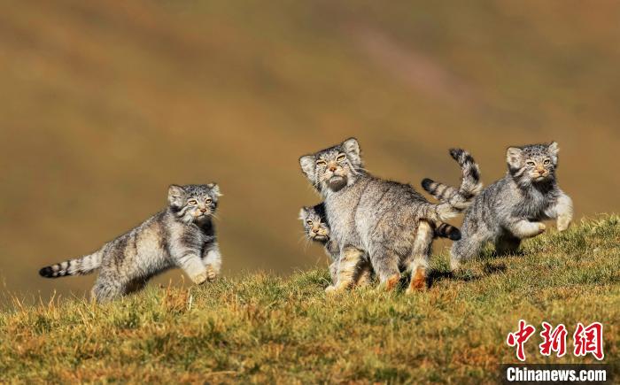 图为2020年李善元的作品《当妈妈说跑步前进》获得第56届世界野生动物摄影大赛哺乳类动物行为组冠军。李善元供图