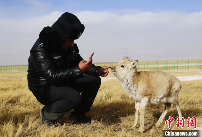 才索加和被救助的小藏羚羊 周瑞辰子 摄