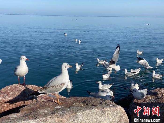 中国最大内陆咸水湖生物多样性保护成效显现多物种数量明显增加