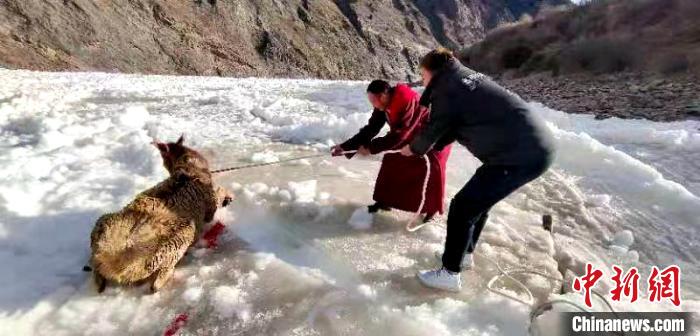 青海生态保护人员营救被困长江源冰面一级保护动物白唇鹿