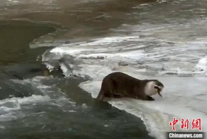 四川色达：首次拍到国家二级保护动物小爪水獭冰面捕食
