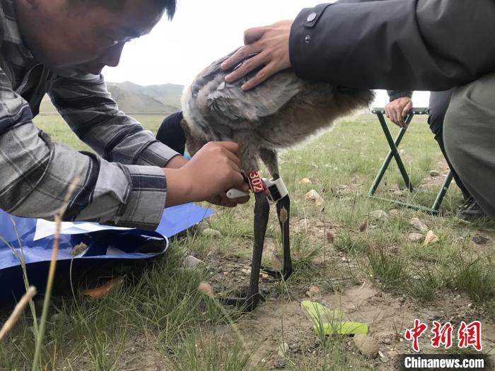 图为研究人员为黑颈鹤佩戴GPS跟踪设备。祁连山国家公园青海省管理局供图