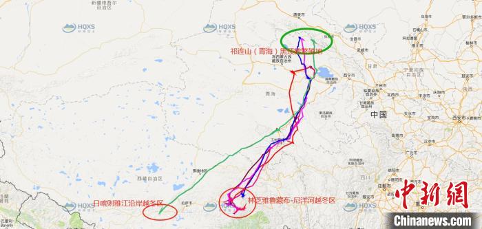 祁连山国家公园青海片区黑颈鹤种群迁徙研究取得丰富成果