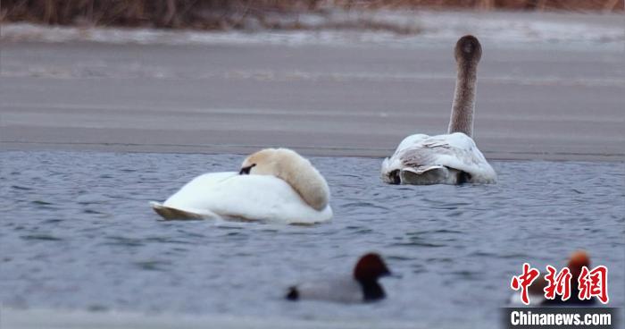 图为疣鼻天鹅水面休憩。　青海国家公园观鸟协会供图 摄