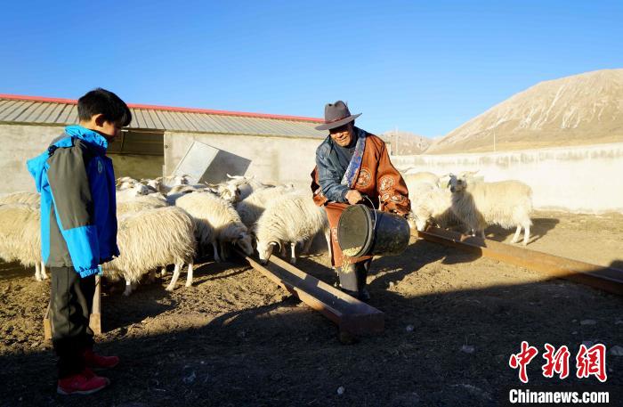 图为哇保和孙子正在喂羊。　才项什姐 摄