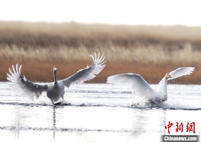 黄河上游生态保护：“黑土滩”变湿地大天鹅南飞越冬