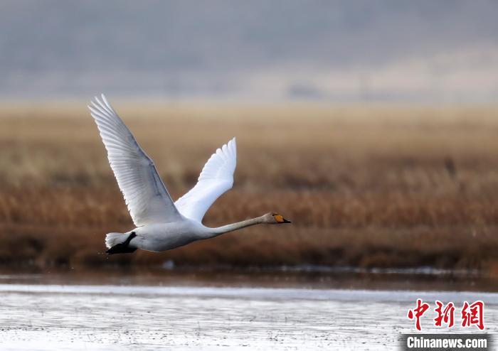 四川省阿坝州若尔盖县麦溪乡的大天鹅。　安源 摄