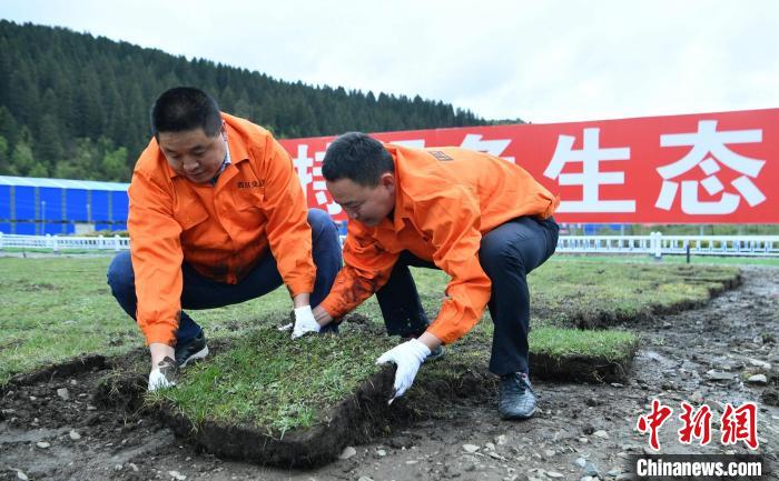 探访久马高速原生态植被恢复试验基地：草甸回植助青藏高原生态保护