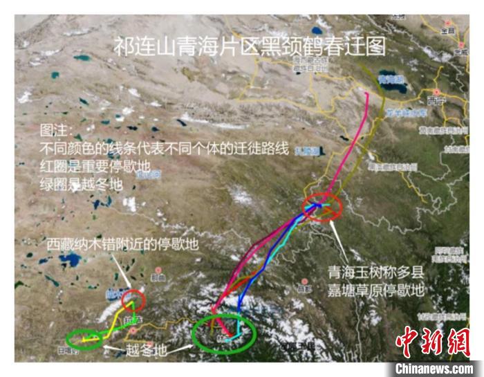 祁连山国家公园青海片区成黑颈鹤种群发展延续的重要区域