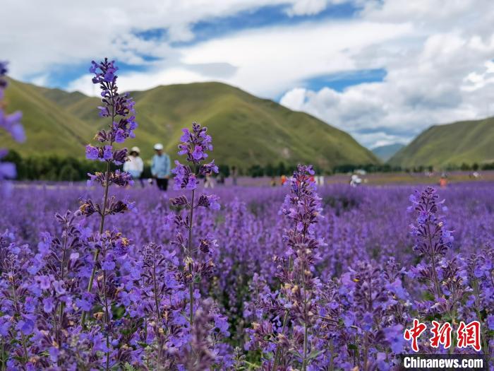 川西高原迎来最美季草原山花烂漫惹人醉