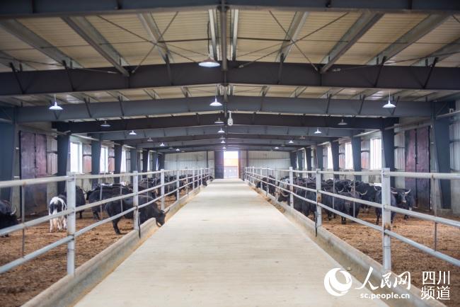 理塘县藏原牧业有限公司牦牛养殖基地。叶强平摄