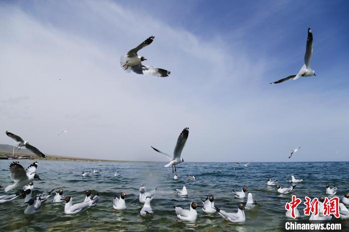 图为水鸟在青海湖飞翔。　马铭言 摄