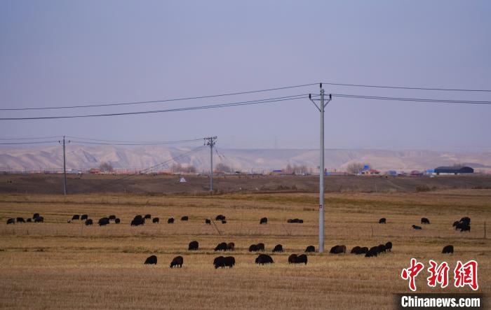 图为青海省海南藏族自治州贵南县草场上的黑藏羊。　马铭言 摄